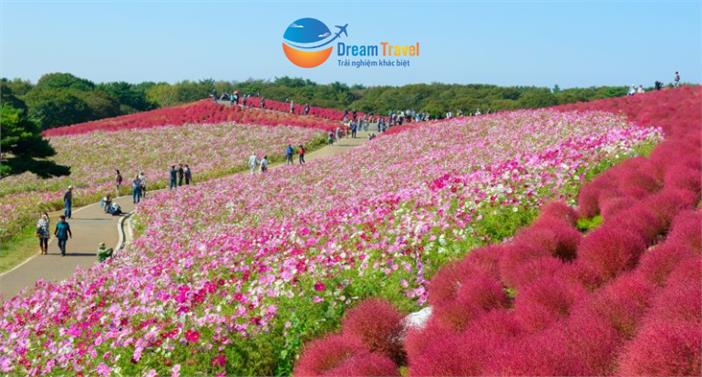 [HCM] Tour Nhật Bản Mùa Thu 2025: Tokyo - Phú Sĩ - Cỏ Kochia